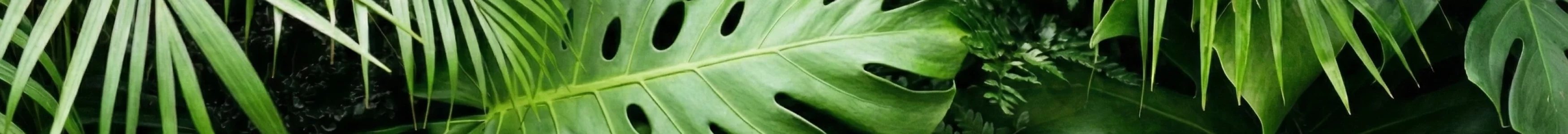 mata nativa verde costela de adao